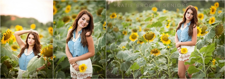 Sunflower field pictures